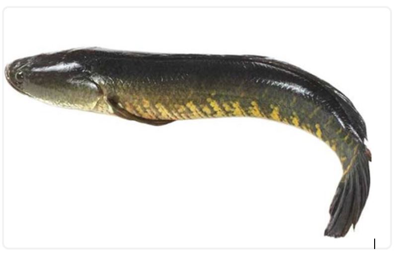  Telangana State fish, Indian roller, Korameenu, Channa striatus